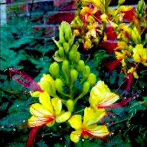 Mexican Bird of Paradise Plant Shrub Bloomer